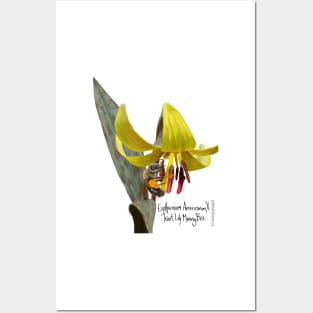 Trout Lily X Trout Lily Mining Bee Posters and Art